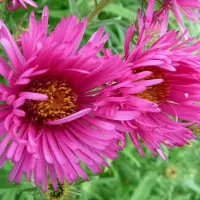 Arborix 6 x Aster Nova Angliae 'Andenken An Alma Potschke' - Herfstaster pot 9x9 cm, roze bloemen en langbloeiend