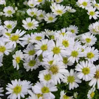 Arborix 6 x Aster Dumosus 'Schneekissen' - Herfstaster pot 9x9cm