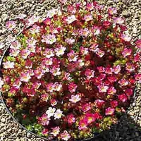 Arborix 6 x Saxifraga 'Pixie' - Steenbreek pot 9x9cm