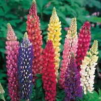Arborix 6 x Lupinus Russell Hybrids - Lupine pot 9x9cm