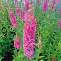 Arborix 6 x Lythrum Salicaria 'Robert'- Kattestaart pot 9x9cm