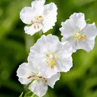 Arborix 6 x Geranium Phaeum 'Album' - Ooievaarsbek Pot 9x9 cm - Witbloeiende Tuinplant