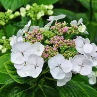 Arborix Hydrangea Macrophylla 'Libelle' - Hortensia - 25-30 cm in pot: Struik met grote witte bloemschermen, zeer elegant.