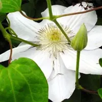 Arborix Clematis 'Mevrouw Le Coultre' - Bosrank 50-60 cm in pot