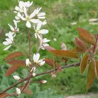 Arborix Amelanchier Lamarckii - Krenteboompje 60-80 cm in pot - De Elegantie van de Juniheester
