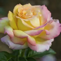 Arborix Rosa 'Peace' - Prachtige rozen voor in uw tuin