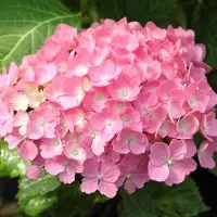Arborix Hydrangea Macrophylla 'Hamburg' - Hortensia - 25-30 cm in pot: Struik met grote bloemschermen, verkleurt mooi door het seizoen.
