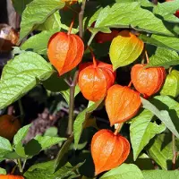 Arborix 6 x Physalis Alkekengi Franchetii - Lampionplant - Pot 9x9cm - Sierlijke oranje lampionnetjes