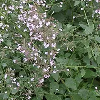 Arborix 6 x Calamintha Nepeta Nepeta - Bergsteentijm pot 9x9cm