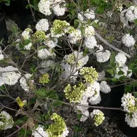 Arborix Viburnum 'Eskimo' - Sneeuwbal 30-40 cm pot
