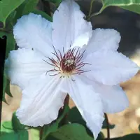 Arborix Clematis 'Snow Queen' - Bosrank 50-60 cm pot