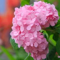 Arborix Hydrangea Macrophylla 'Bouquet Rose' - Hortensia - 25-30 cm in pot: Rijke bloei van roze bloemen, ideaal voor snijbloemen.