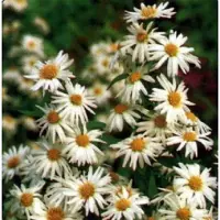 Arborix 6 x Aster Novi Belgii 'Weisses Wunder' - Herfstaster pot 9x9 cm