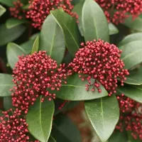 Arborix Skimmia Japonica 'Rubella' - Skimmia 30-35 cm pot