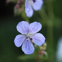 Arborix 6 x Geranium Pratense 'Mrs Kendall Clark' - Ooievaarsbek pot 9x9cm - Blauwe bloemen