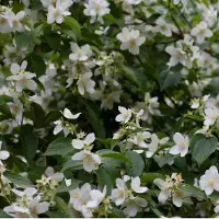Arborix Trachelospermum Jasminoides - Sterjasmijn 50-60 cm in pot - Een Blijvende Klimplant met Betoverende Bloemen