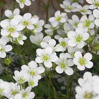 Arborix 6 x Saxifraga 'Schneeteppich' - Steenbreek pot 9x9cm