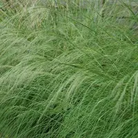 Arborix 6x Eragrostis curvulatus Pot 9x9 cm - Prachtig siergras voor in de tuin