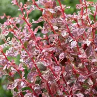 Arborix Berberis Dart's 'Harlequin' - Zuurbes 30-40 cm in pot