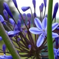Arborix 6 x Agapanthus 'Blue Triumphator' - Tuberoos/Afrikaanse lelie pot 9x9 cm