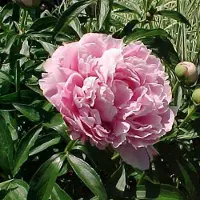 Arborix 3 x Paeonia 'Sarah Bernhardt' - Tuinpioen pot 9x9cm