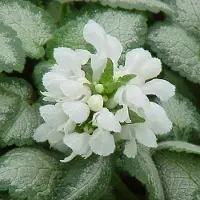 Arborix 6 x Lamium Maculatum 'White Nancy' - Dovenetel pot 9x9cm