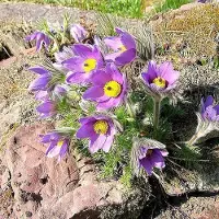 Arborix 6 x Pulsatilla Vulgaris - Wildemanskruid pot 9x9cm