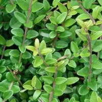 Arborix 6 x Lonicera Nitida 'Elegant' - Chinese kamperfoelie 15-20 cm pot 9x9cm