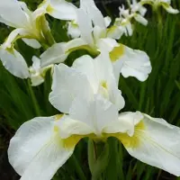 Arborix 6 x Iris (G) 'White Knight' - Baardiris pot 9x9cm - Witte bloemen, zonminnend