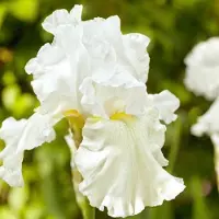 Arborix 6 x Iris (G) 'Immortality' - Baardiris pot 9x9cm, witbloeiend en langbloeiend