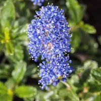 Arborix Ceanothus 'Italian Skies' - Amerikaanse sering 30-40 cm pot