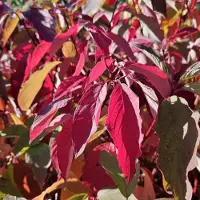 Arborix Cornus alba 'Baton Rouge' 40-60cm - Rode kornoelje, sierlijke struik met rode takken en witte bloesem