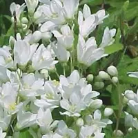 Arborix Deutzia Gracilis 'Nikko' - Bruidsbloem 25-30 cm in pot