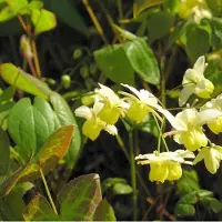 Arborix 6 x Epimedium Pinnatum Colchicum - Elfenbloem Pot 9x9 cm - Gele Voorjaarsbloemen