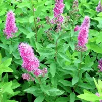 Arborix Spiraea billardii - Spierstruik 40-60 cm in pot