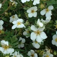Arborix Potentilla Fruticosa 'Abbotswood' - Ganzerik|Vijfvingerkruid 25-30 cm in pot