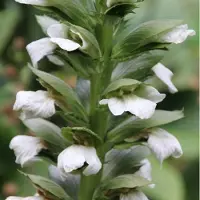 Arborix 6x Acanthus mollis 'Rue Ledan' Pot 9x9cm - Prachtige vaste plant voor in de tuin