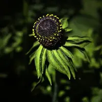 Arborix 6 x Rudbeckia Occidentalis 'Green Wizard' - Zonnehoed pot 9x9cm - Groene kegelvormige bloemen, donkere stelen