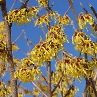 Arborix Hamamelis Intermedia 'Arnold Promise' - Toverhazelaar - 40-60 cm pot: Winterbloeiende struik met gele, geurige bloemen.