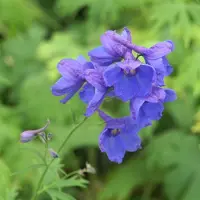 Arborix 6 x Delphinium 'Bellamosum' - Ridderspoor Pot 9x9cm - Hemelsblauwe Spire