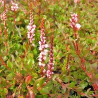 Arborix 6 x Persicaria Vacciniifolia - Duizendknoop pot 9x9cm