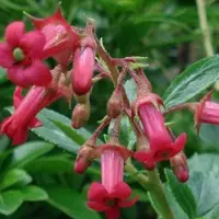 Arborix Escallonia 'C.F. Ball' - Escallonia - 40-50 cm in pot: Struik met glanzend groen blad en rode bloemen, geschikt voor hagen.
