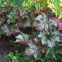 Arborix 6 x Heuchera Micrantha 'Palace Purple' - Purperklokje pot 9x9cm