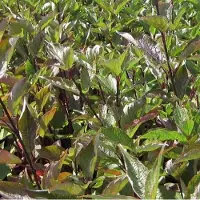 Arborix Cornus Alba 'Kesselringii' - Kornoelje - 60-80 cm in pot: Struik met donkerpaarse tot zwarte takken, vooral opvallend in de winter.