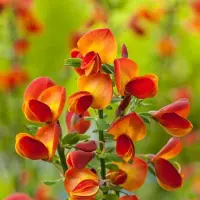 Arborix Cytisus 'Lena' - Brem 40-60 cm in pot