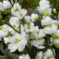 Arborix 6 x Arabis Caucasica 'Bakkely' - Rijstebrij pot 9x9 cm