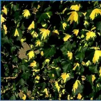 Arborix Hedera Helix 'Goldheart' - Klimop 50-60 cm pot