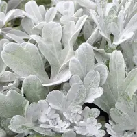 Arborix 6 x Artemisia stelleriana 'Boughton Silver' - Bijvoet pot 9x9 cm