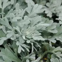Arborix 6 x Artemisia ludoviciana 'Valerie finnis' - Bijvoet pot 9x9 cm