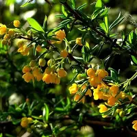 Arborix Berberis Stenophylla - Zuurbes 40-50 cm pot